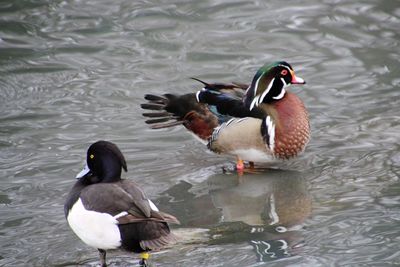 Ducks swimming in lake