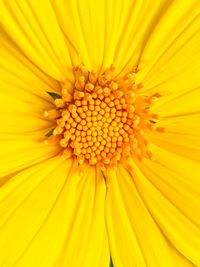 Macro shot of yellow flower