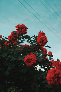 Low angle view of red flowering plant