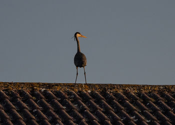 Bird perching on a roof