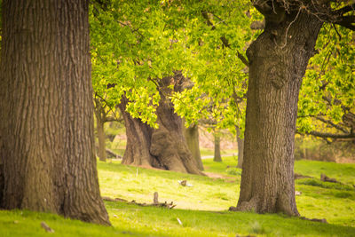 Trees on grassy field