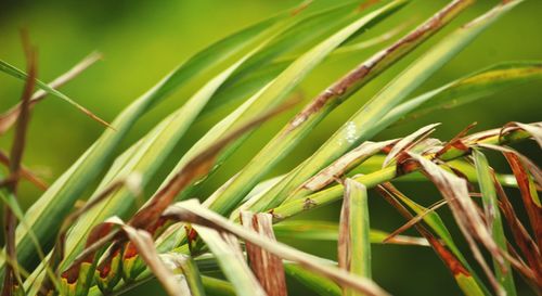 Close-up of crops growing on field