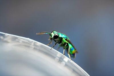 Emerald jewel wasp in nature