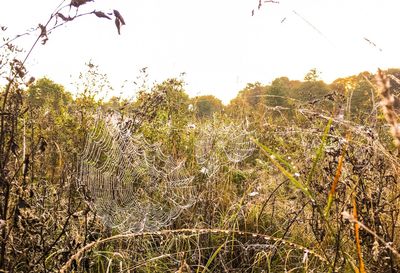 Close-up of plants growing on land against sky