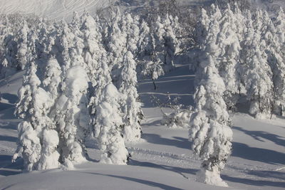 View of snow covered car and trees during winter