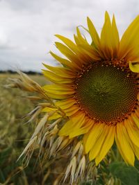 Close-up of wilted sunflower against sky