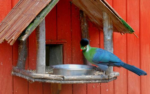 Close-up of bird perching on feeder