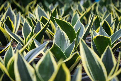 Close-up of leaves growing on field