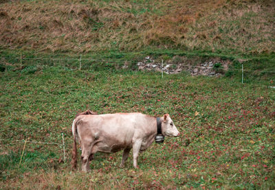 Side view of a horse on field