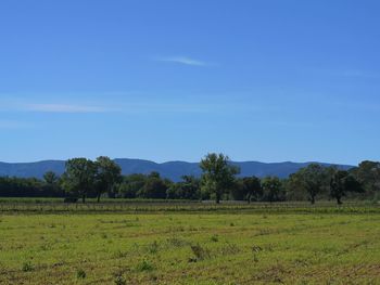 Scenic view of grassy field against sky