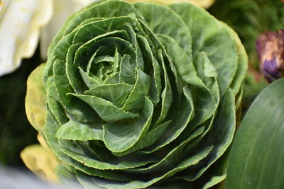 Close-up of fresh green leaf