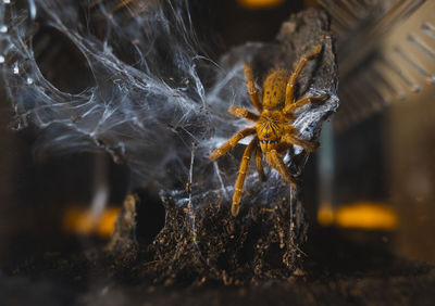 Close-up of spider on web