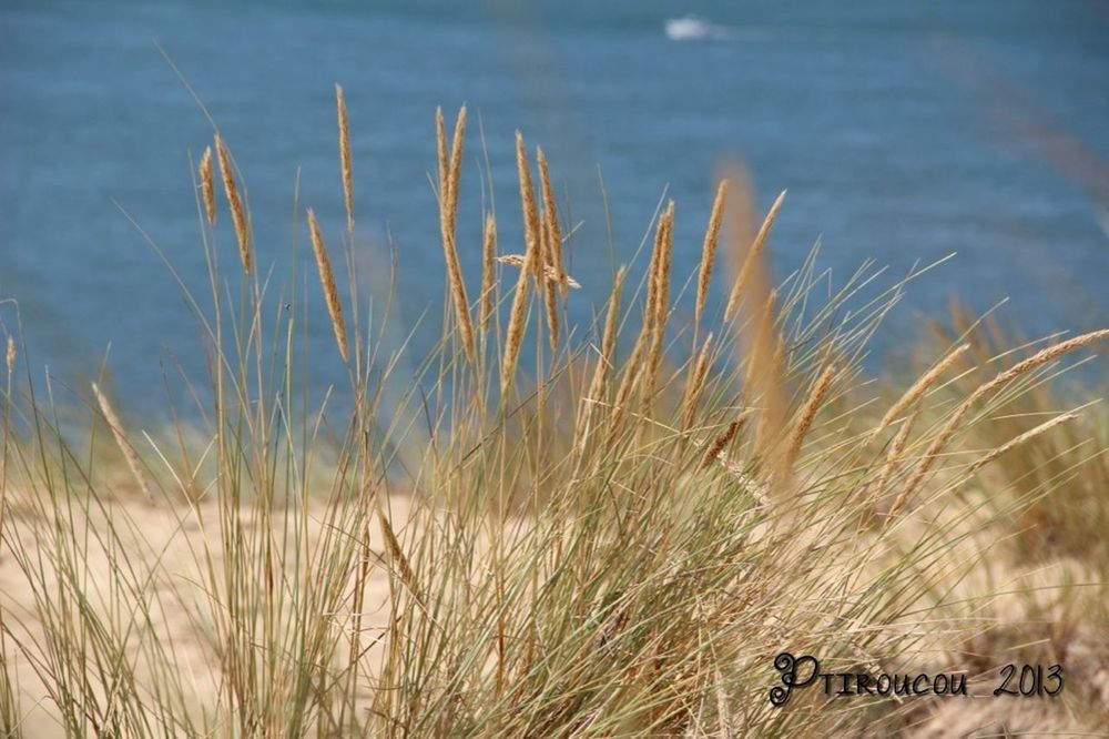 grass, growth, plant, tranquility, nature, growing, water, beauty in nature, field, tranquil scene, focus on foreground, cereal plant, reed - grass family, close-up, crop, dry, outdoors, day, wheat, scenics