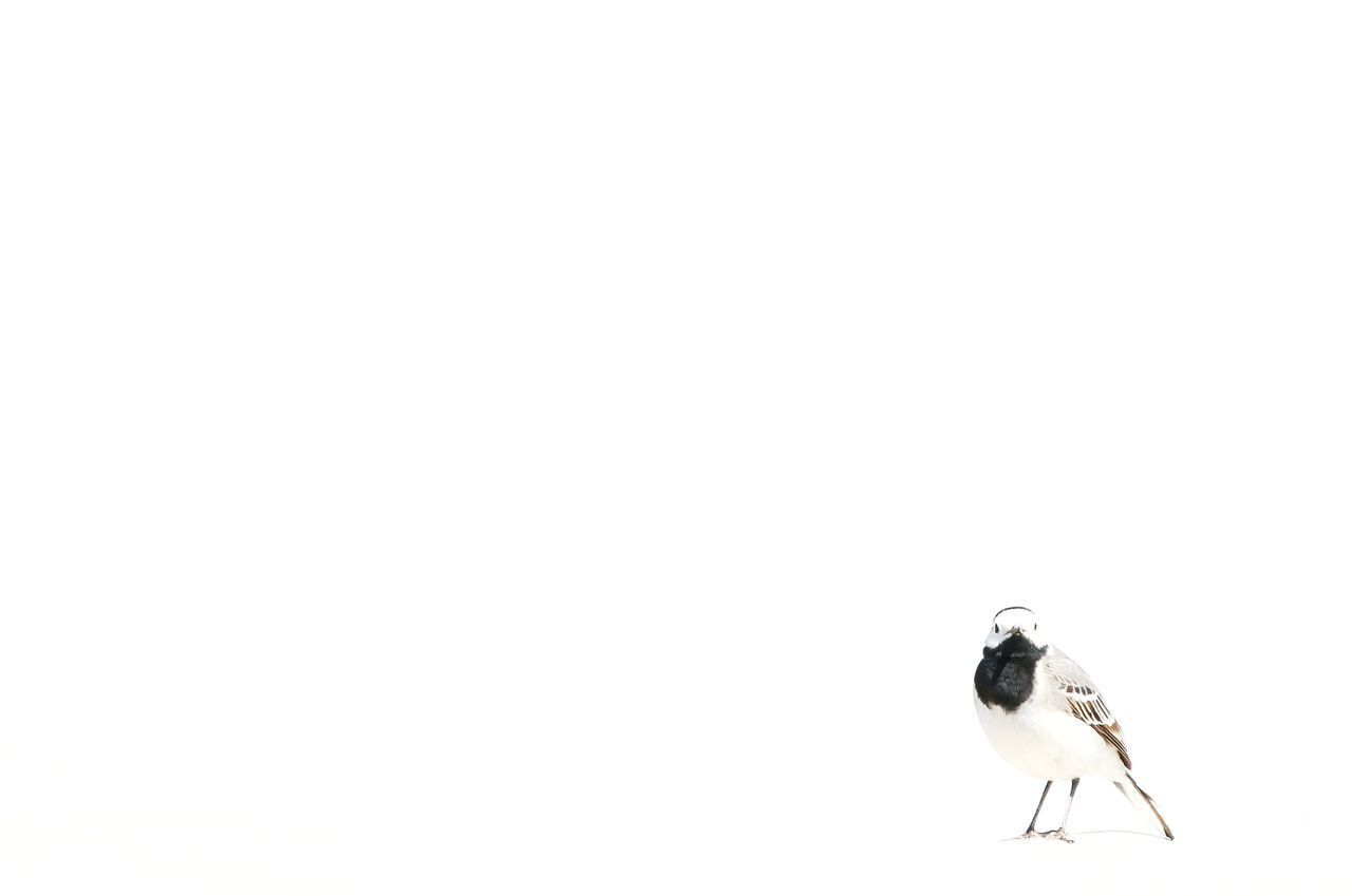 LOW ANGLE VIEW OF BIRD PERCHING ON A WHITE BACKGROUND