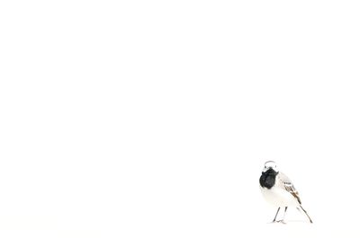 Low angle view of bird perching on white background