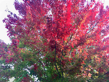 Low angle view of flowering tree