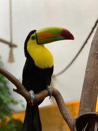 Close-up of bird perching on a branch