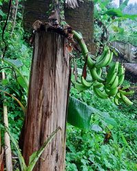 Tree trunk amidst plants in forest