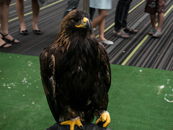 Close-up of owl perching on leaf