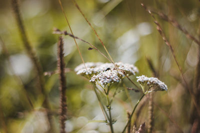 Close-up of white flowering plant