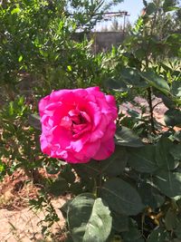 Close-up of pink flower blooming outdoors