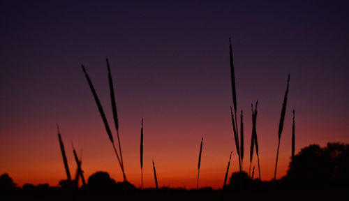 Low angle view of silhouette plants on field against sky at sunset