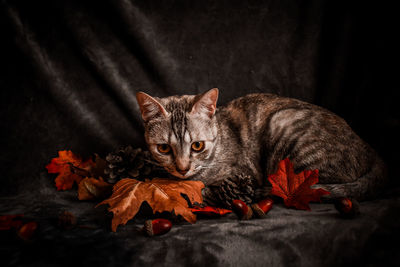 Close-up portrait of a cat