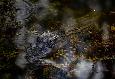 High angle view of alligator swimming in lake