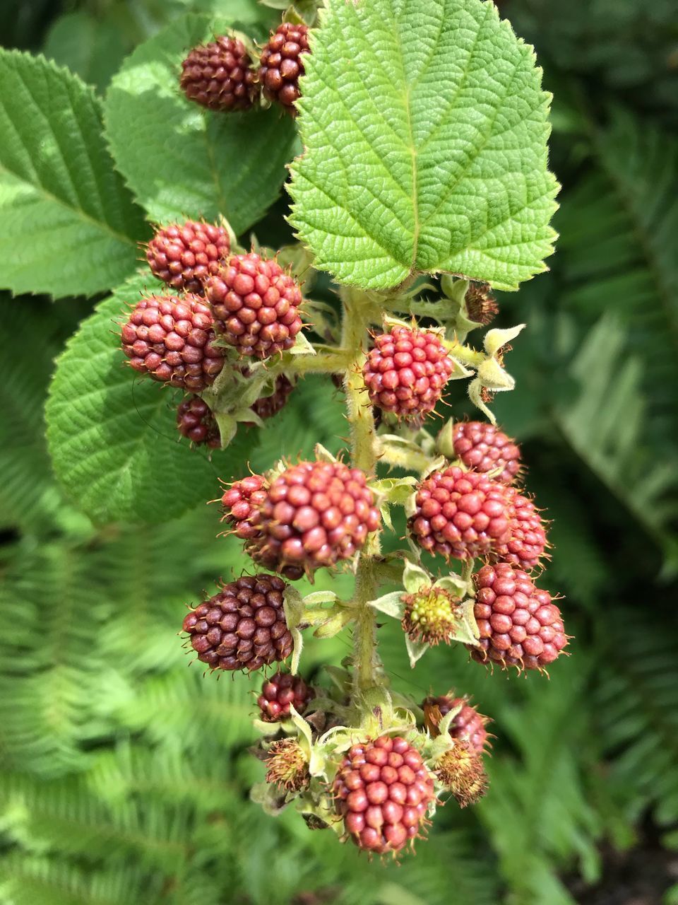 CLOSE-UP OF BERRIES ON TREE