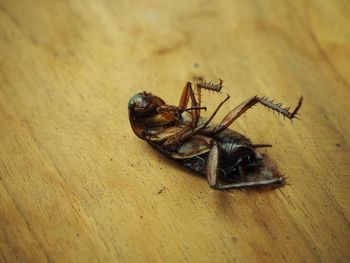 Close-up of spider on wood