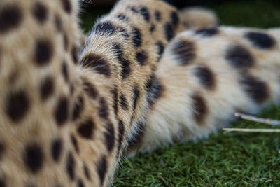 Close-up of tiger