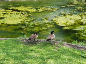 Birds perching on a lake