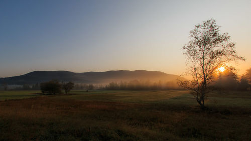 Scenic view of field against clear sky