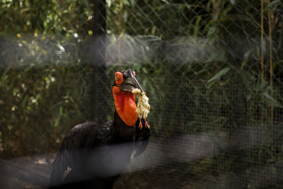 Close-up of bird perching in zoo