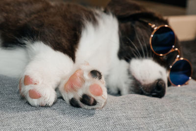 Close-up of cat sleeping
