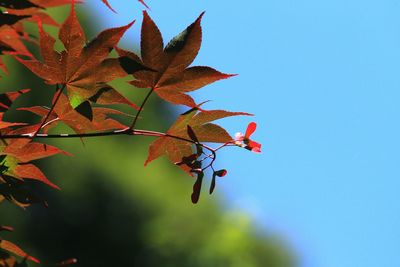 Low angle view of leaves