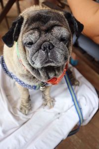 Close-up portrait of dog