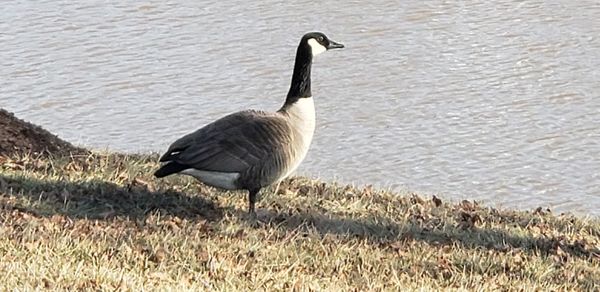 Side view of a bird in water