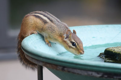 Close-up of chipmunk drinking water