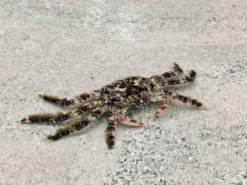 Close-up of crab on beach