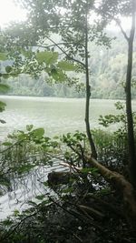 Scenic view of waterfall in forest