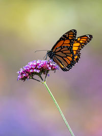 Close-up of butterfly pollinating on purple flower
