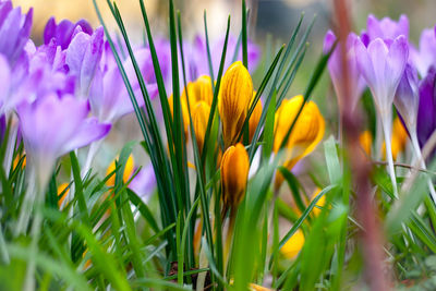 Close-up of purple crocus flowers