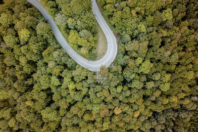 High angle view of road amidst plants