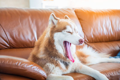 Close-up of dog yawning while resting on sofa at home