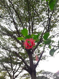 Low angle view of red hibiscus blooming on tree
