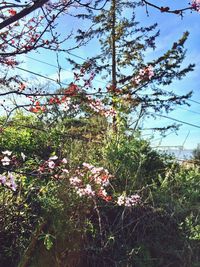 Low angle view of flower tree against sky