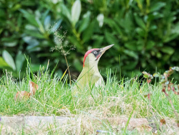 Close-up of bird perching on field