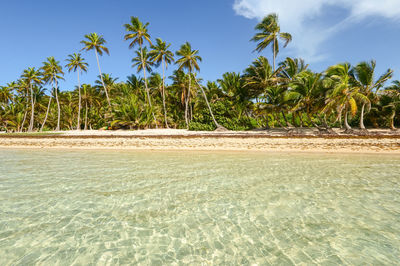 Palm trees on beach against blue sky