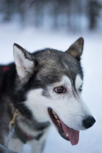 Close-up portrait of dog on snow